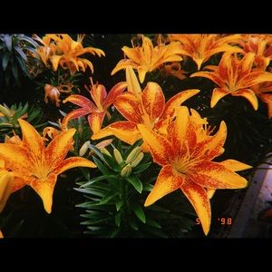 Meet your Posher, Yanira